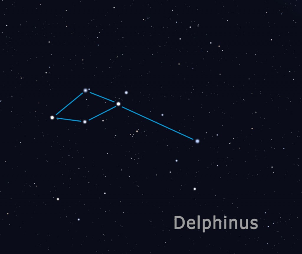 delphinus FIN